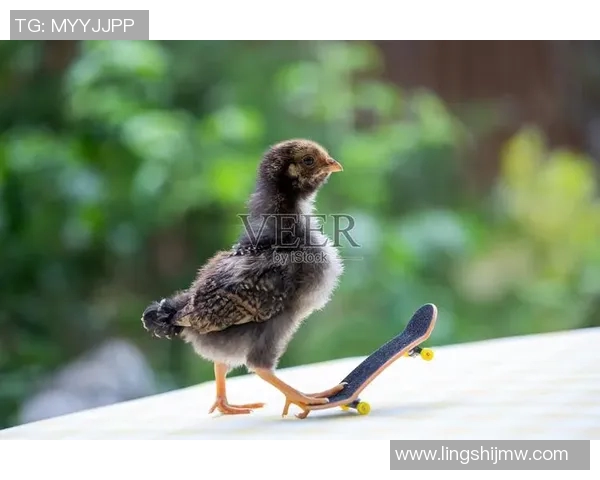 小鸡足球明星名字大全让你了解可爱小鸡的足球世界与精彩故事 小鸡足球明星名字大全让你了解可爱小鸡的足球世界与精彩故事